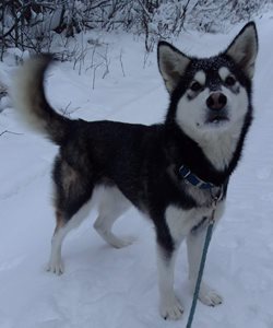 Puppy image
